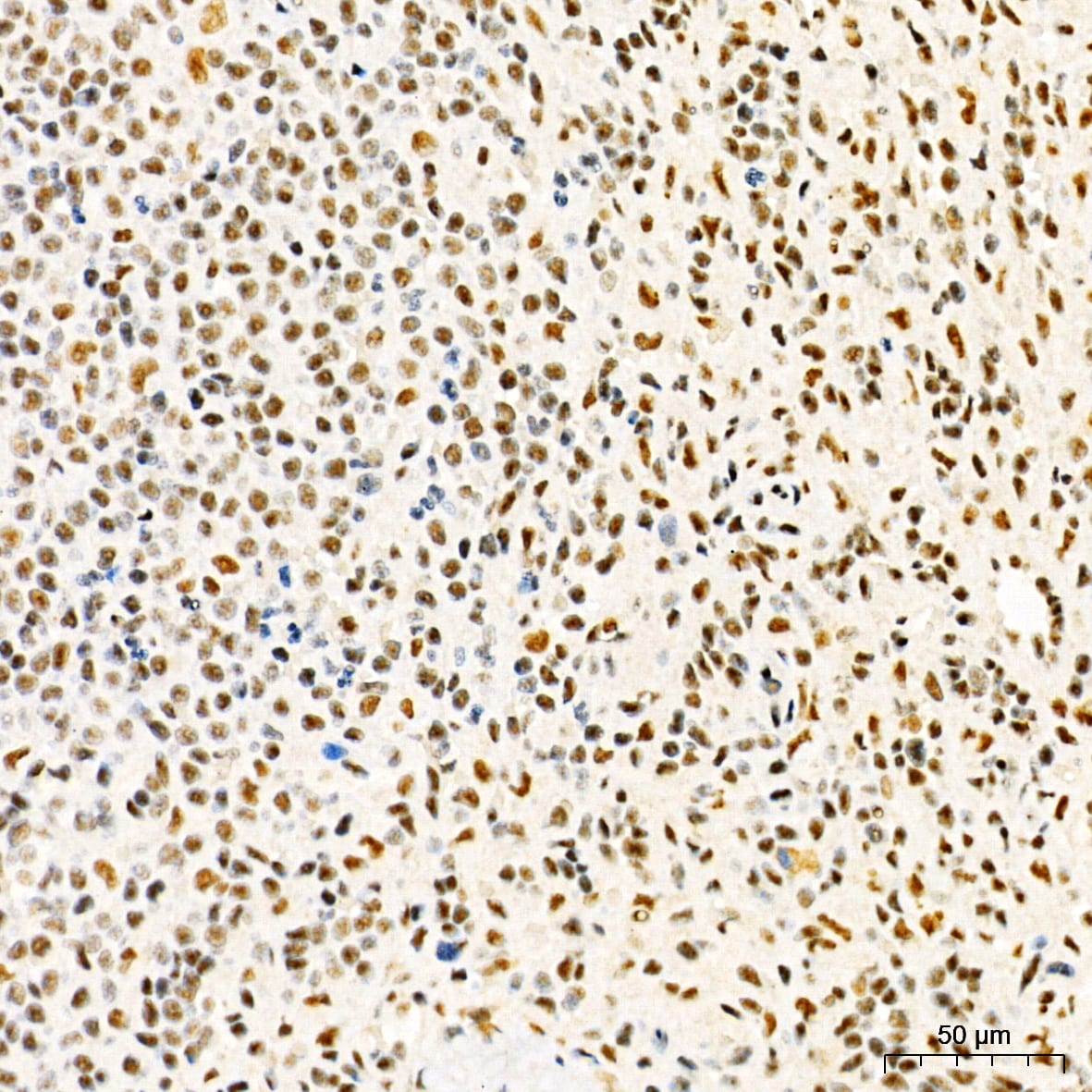 HYPB Antibody - Azide and BSA Free