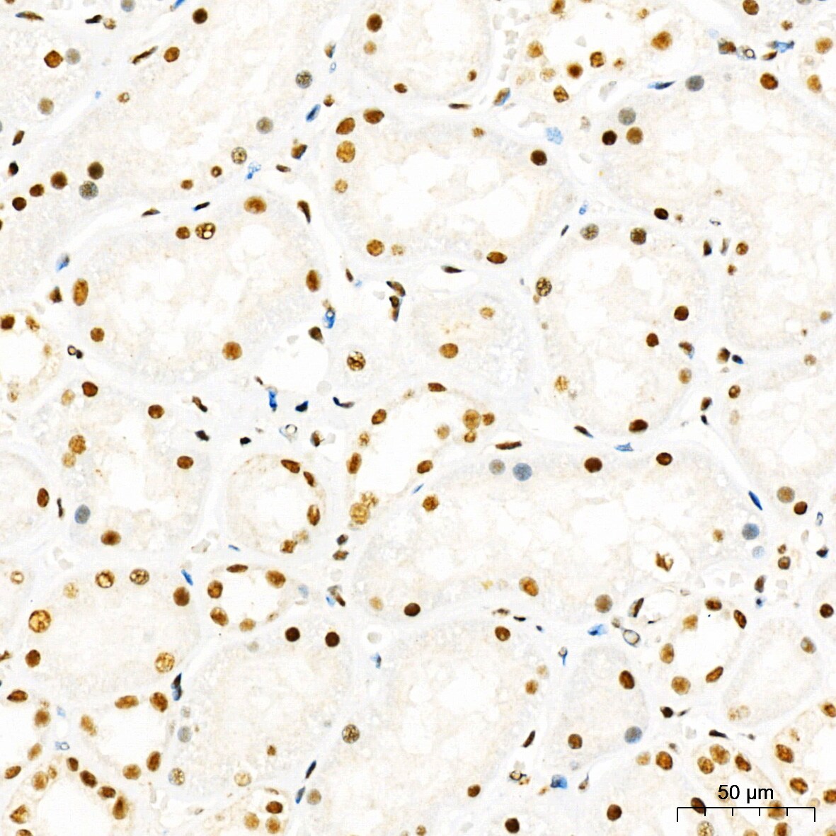 HYPB Antibody - Azide and BSA Free
