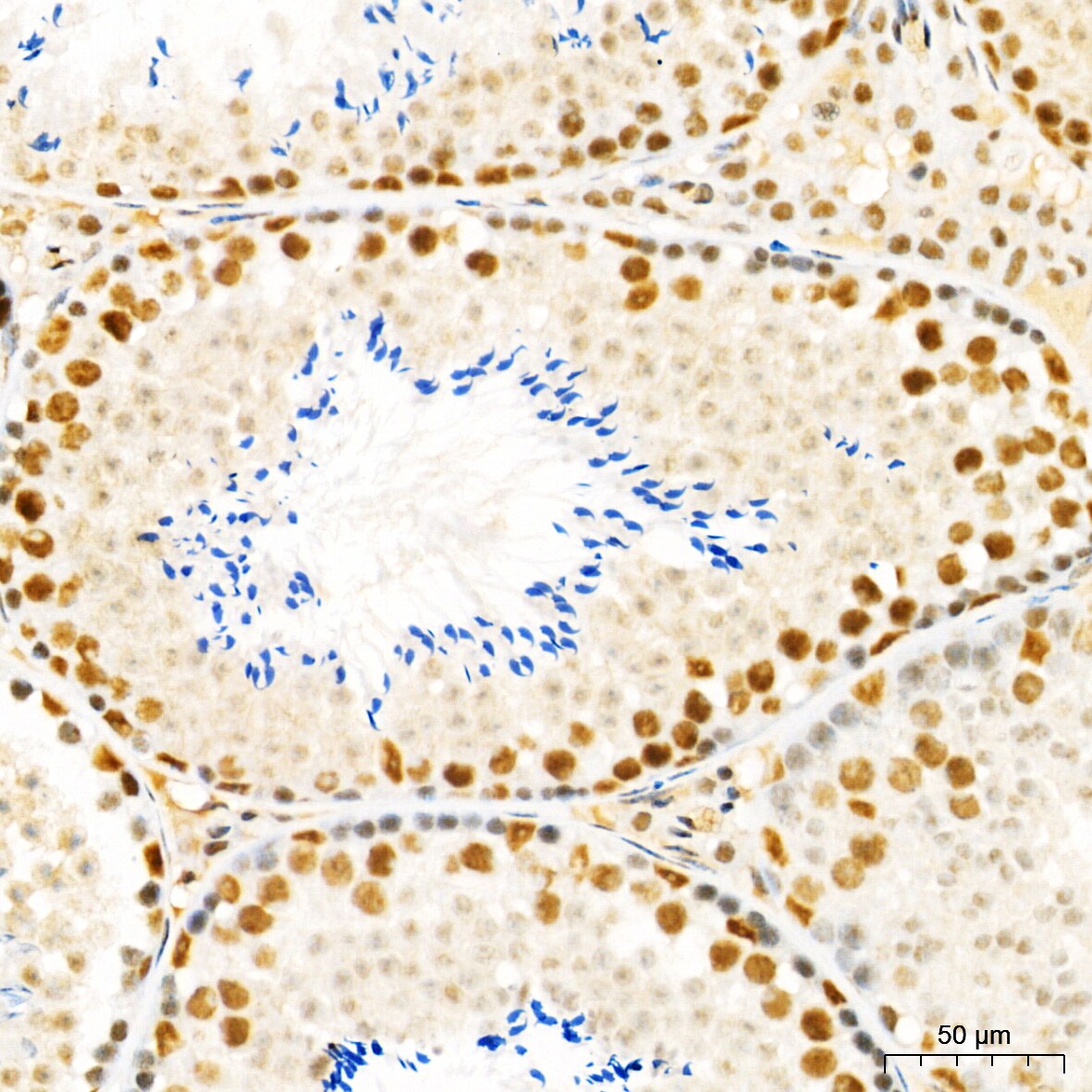 HYPB Antibody - Azide and BSA Free