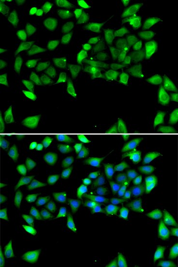 EIF3S3 Antibody - BSA Free