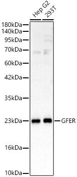 GFER/ALR Antibody - BSA Free