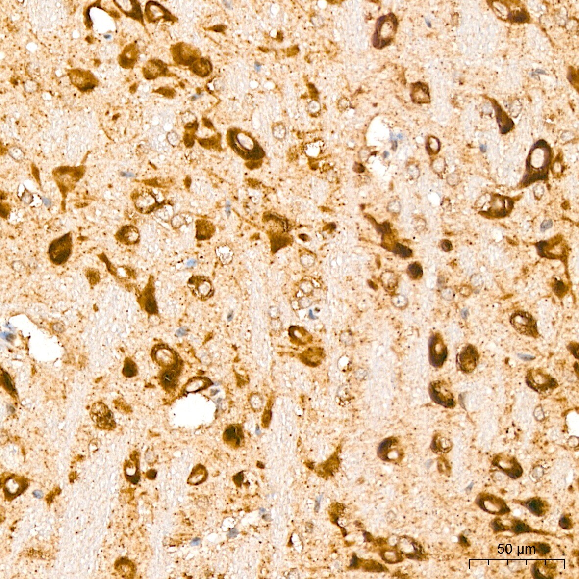 GFER/ALR Antibody - BSA Free