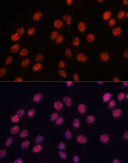 Importin-8 Antibody - Azide and BSA Free