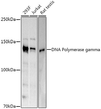 DNA Polymerase gamma Antibody - Azide and BSA Free