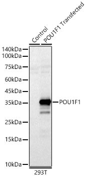 Pit1 Antibody - Azide and BSA Free