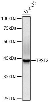 Tyrosylprotein Sulfotransferase 2/TPST2 Antibody - Azide and BSA Free