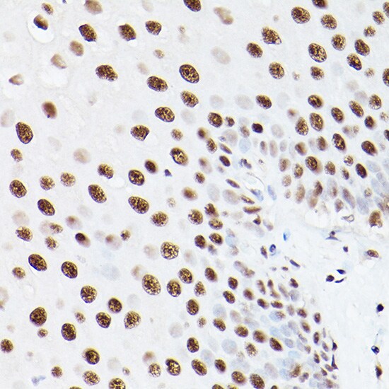 PA28 Activator gamma Subunit/PSME3 Antibody - Azide and BSA Free