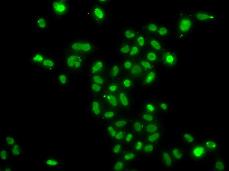 MORF4L2 Antibody - BSA Free