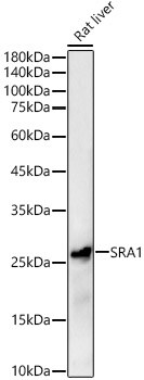 SRA1 Antibody - Azide and BSA Free