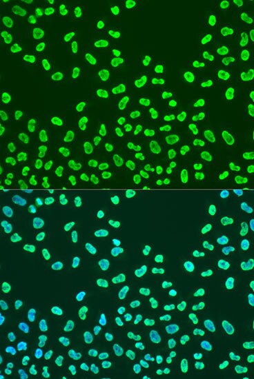 KHDRBS2 Antibody - BSA Free