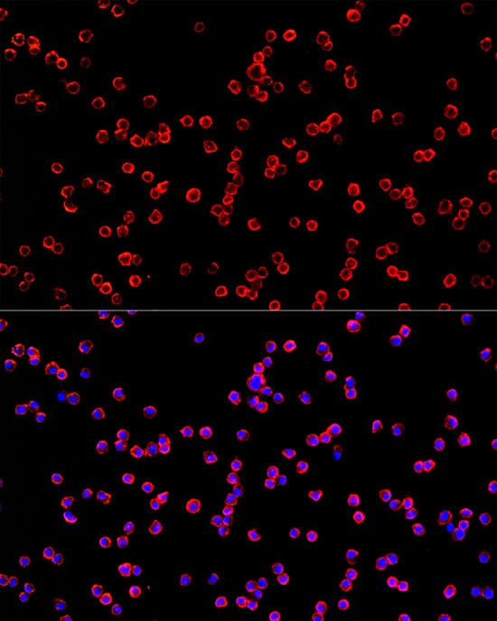 USP21 Antibody - Azide and BSA Free