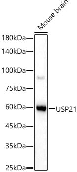 USP21 Antibody - Azide and BSA Free