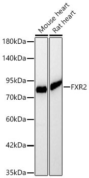 FXR2 Antibody - BSA Free