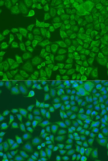 FXR2 Antibody - BSA Free