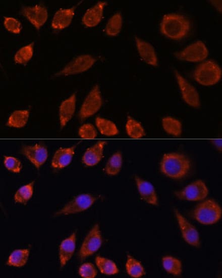 HPS4 Antibody - Azide and BSA Free