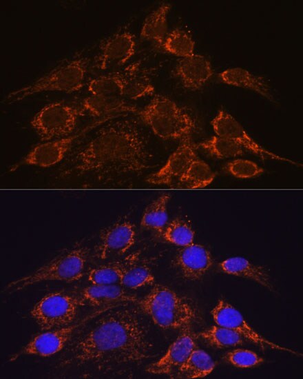 HPS4 Antibody - Azide and BSA Free