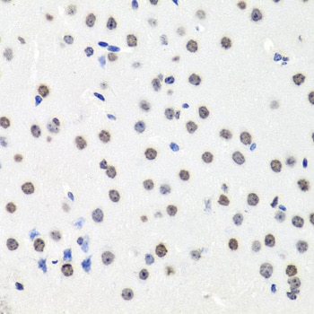 Histone H2AX Antibody - BSA Free