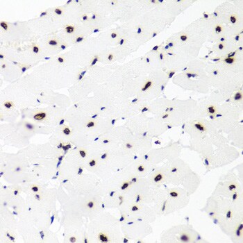 Histone H2AX Antibody - BSA Free