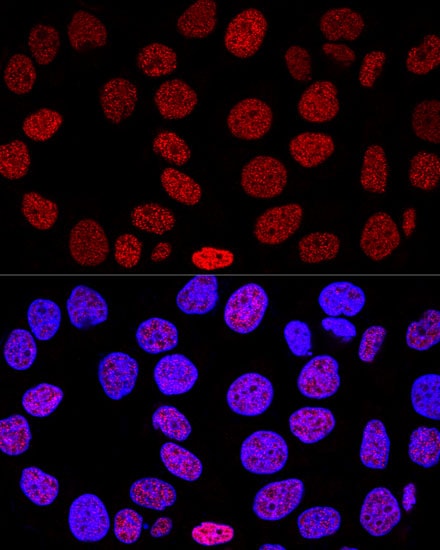 Histone H2AX Antibody - BSA Free