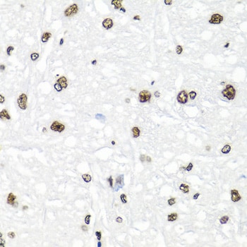 Histone H2AX Antibody - BSA Free