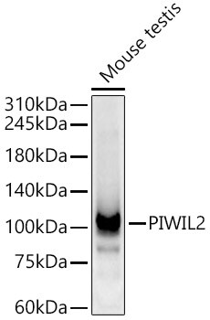 PIWIL2 Antibody - BSA Free