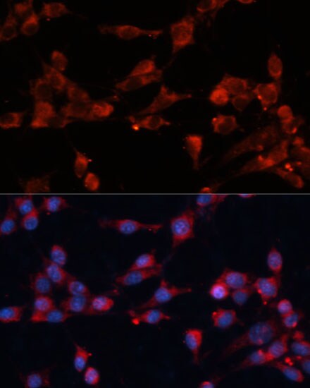 EIF3B Antibody - BSA Free