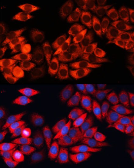 EIF3B Antibody - BSA Free