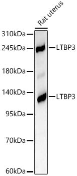 LTBP3 Antibody - Azide and BSA Free