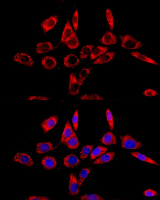 LRPPRC Antibody - BSA Free