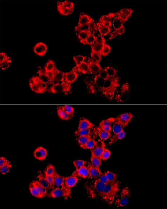 LRPPRC Antibody - BSA Free