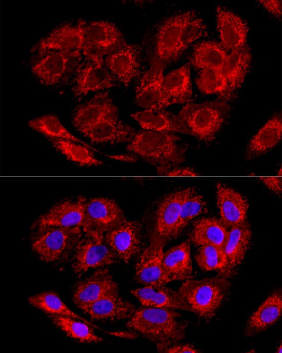LRPPRC Antibody - BSA Free