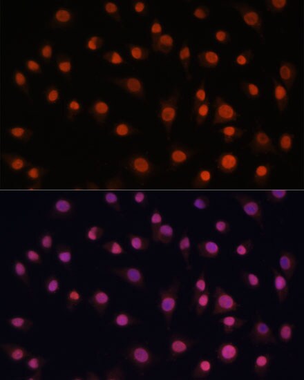 H2AFV Antibody - Azide and BSA Free