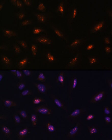 LLPH Antibody - Azide and BSA Free