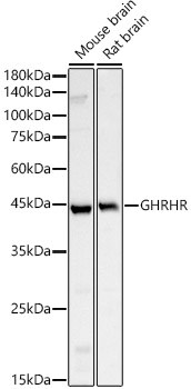 GHRHR Antibody - BSA Free