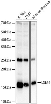 LSM4 Antibody - BSA Free