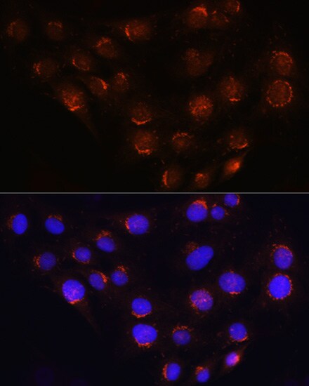 GOLGA4 Antibody - BSA Free