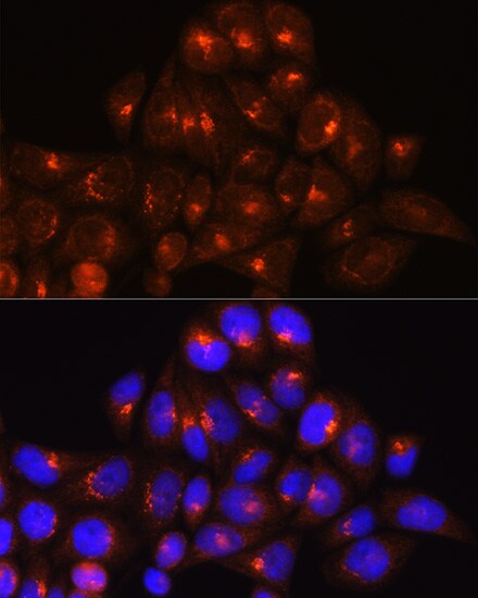 GOLGA4 Antibody - BSA Free