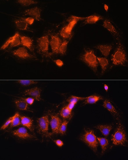 GCSH Antibody - Azide and BSA Free