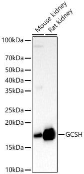 GCSH Antibody - Azide and BSA Free