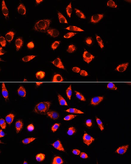 GCSH Antibody - Azide and BSA Free