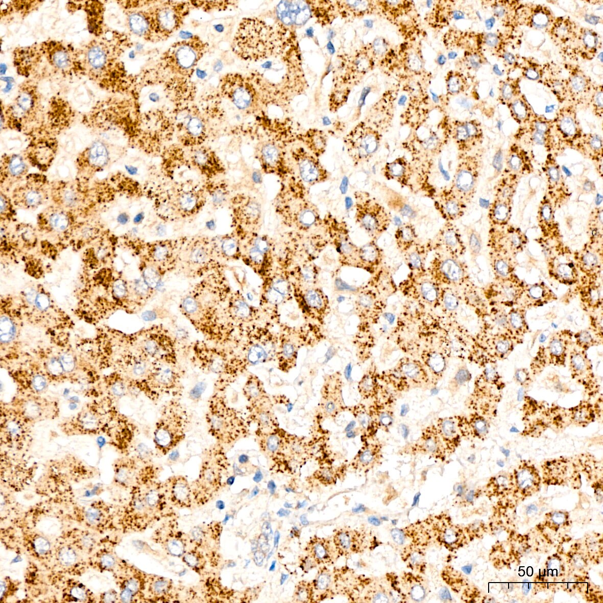 GRPEL1 Antibody - BSA Free