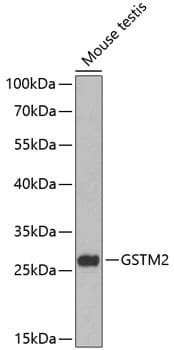 GSTM2 Antibody - BSA Free