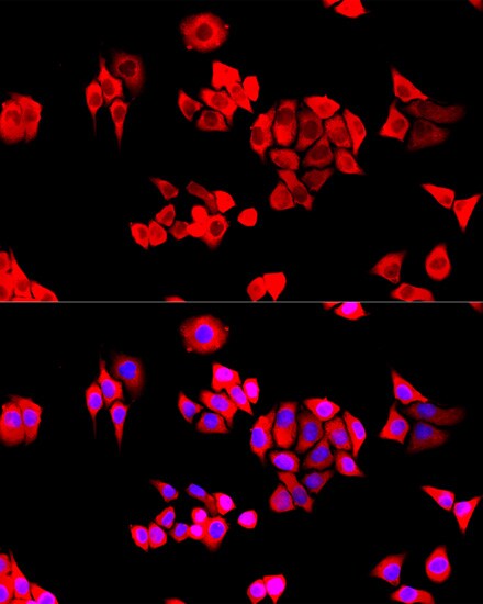 EIF3J Antibody - Azide and BSA Free