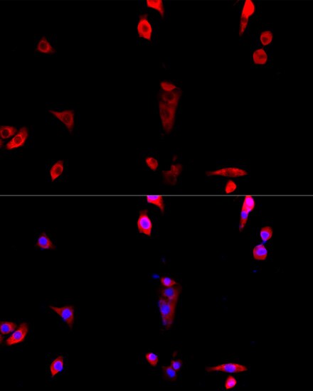 EIF3J Antibody - Azide and BSA Free