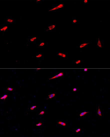 EIF3J Antibody - Azide and BSA Free