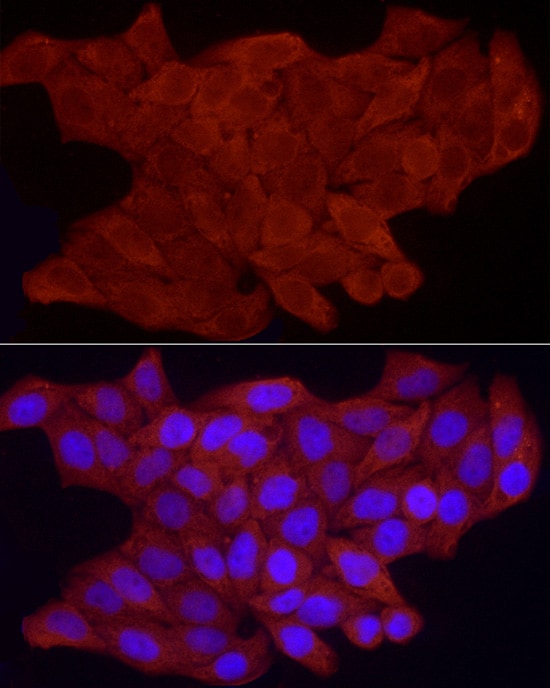 FHL3 Antibody - BSA Free