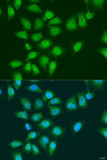 EYA3 Antibody - BSA Free