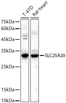 SLC25A20 Antibody - Azide and BSA Free