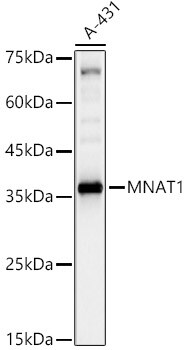 MNAT1 Antibody - BSA Free