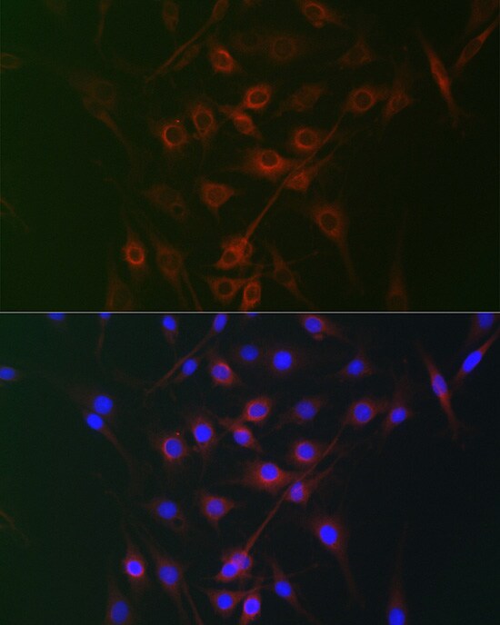 RRAGA Antibody - Azide and BSA Free